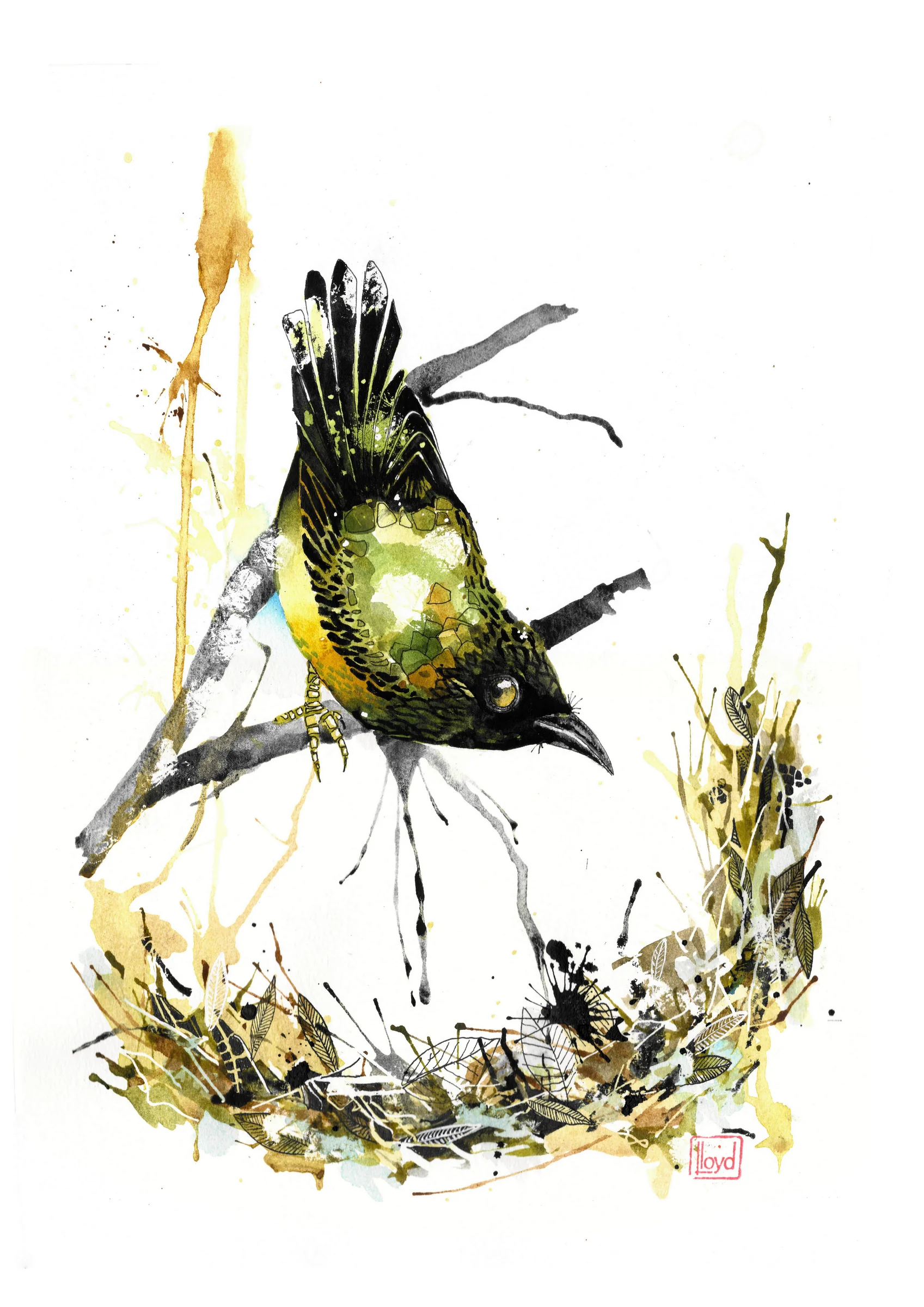 202504 Bellbird