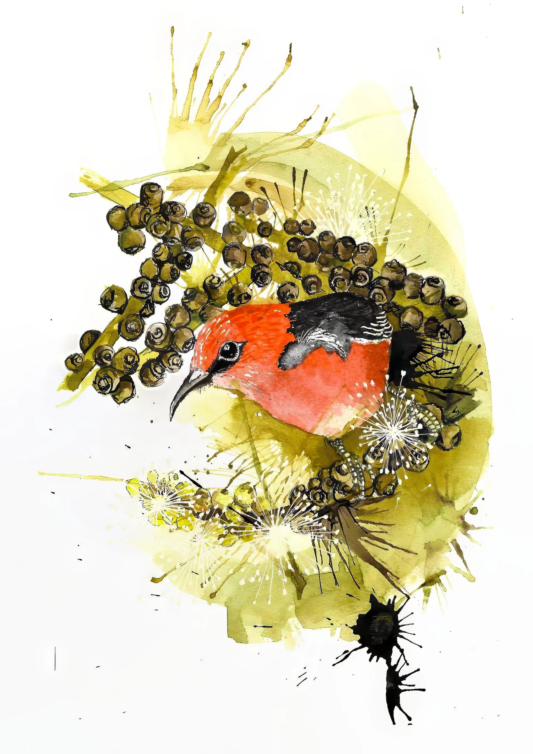202402 Crimson Honeyeater