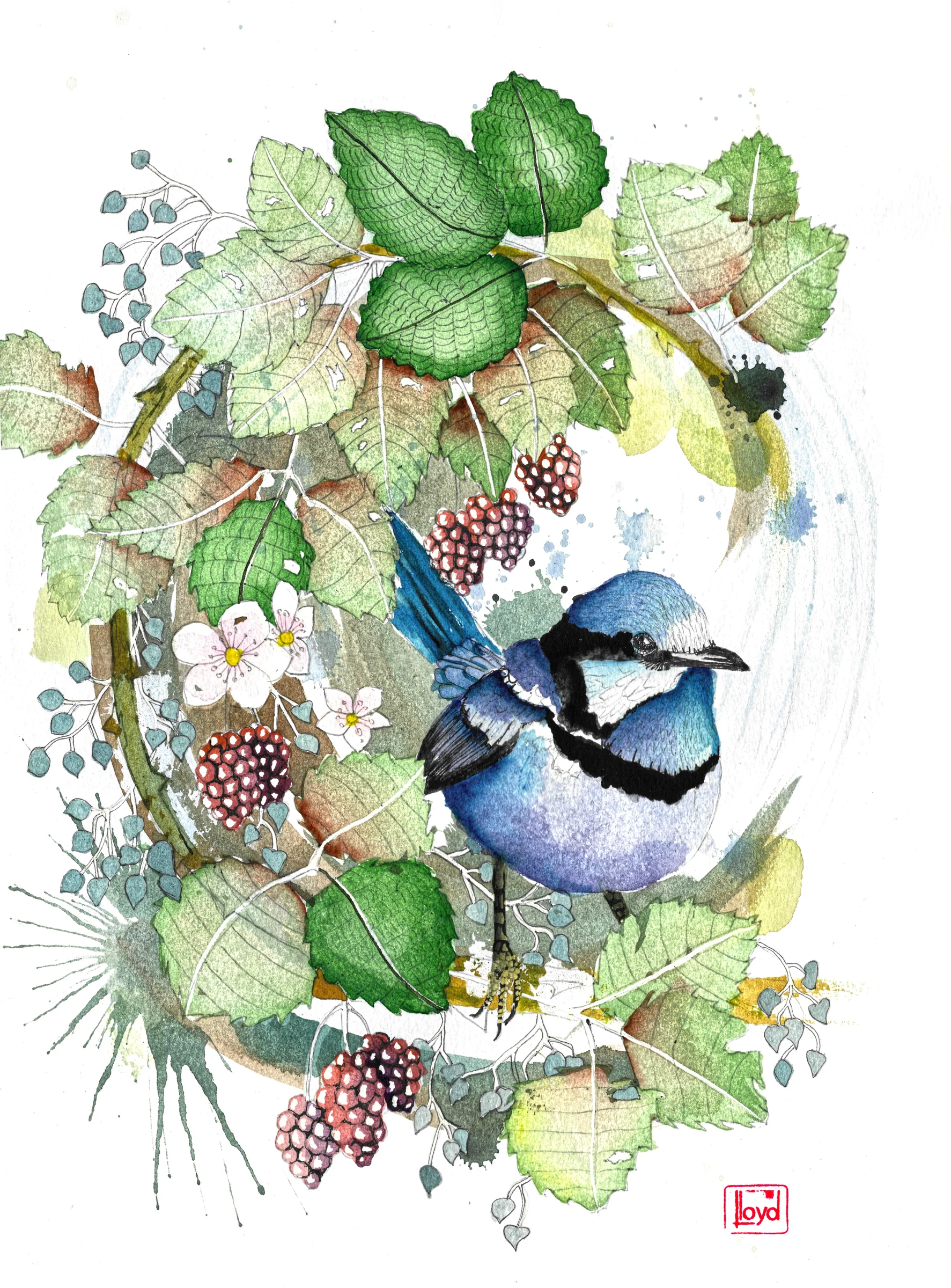 202401 Splendid Fairy Wren