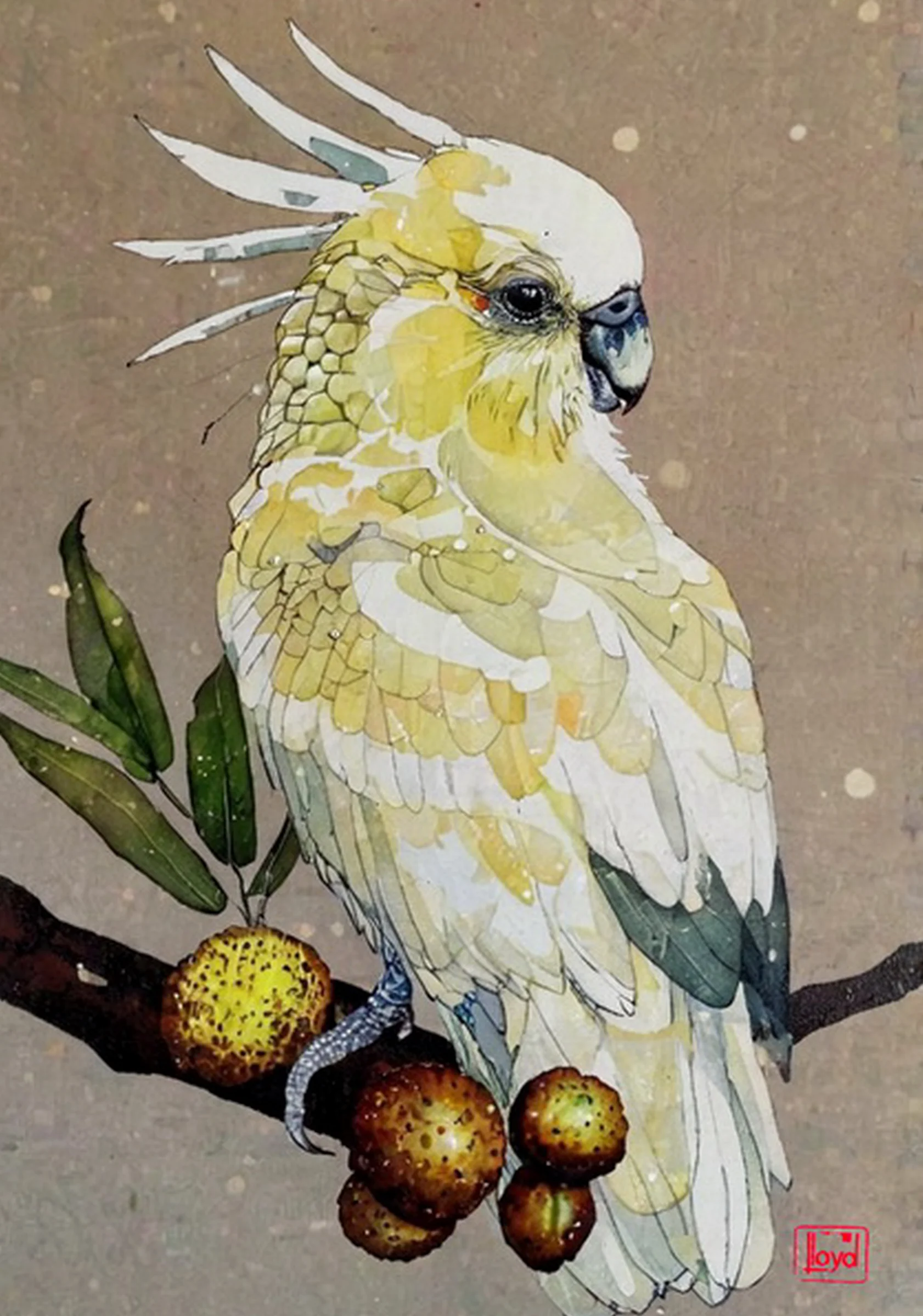 202543 Sulpher Crested Cockatoo