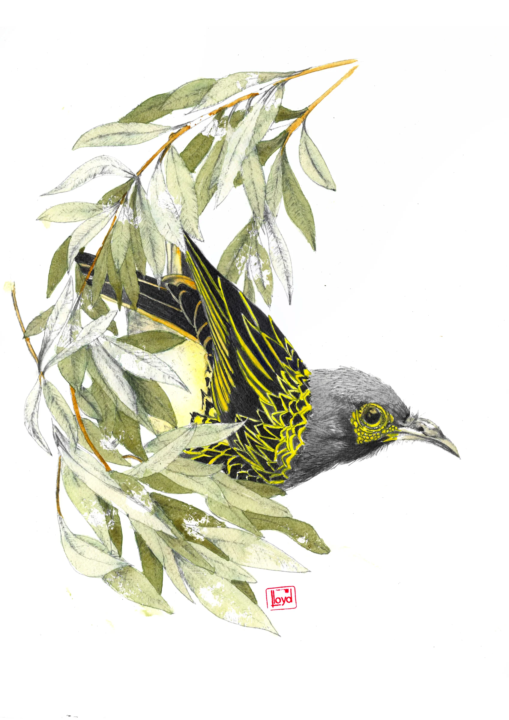 202403 Regent Honeyeater