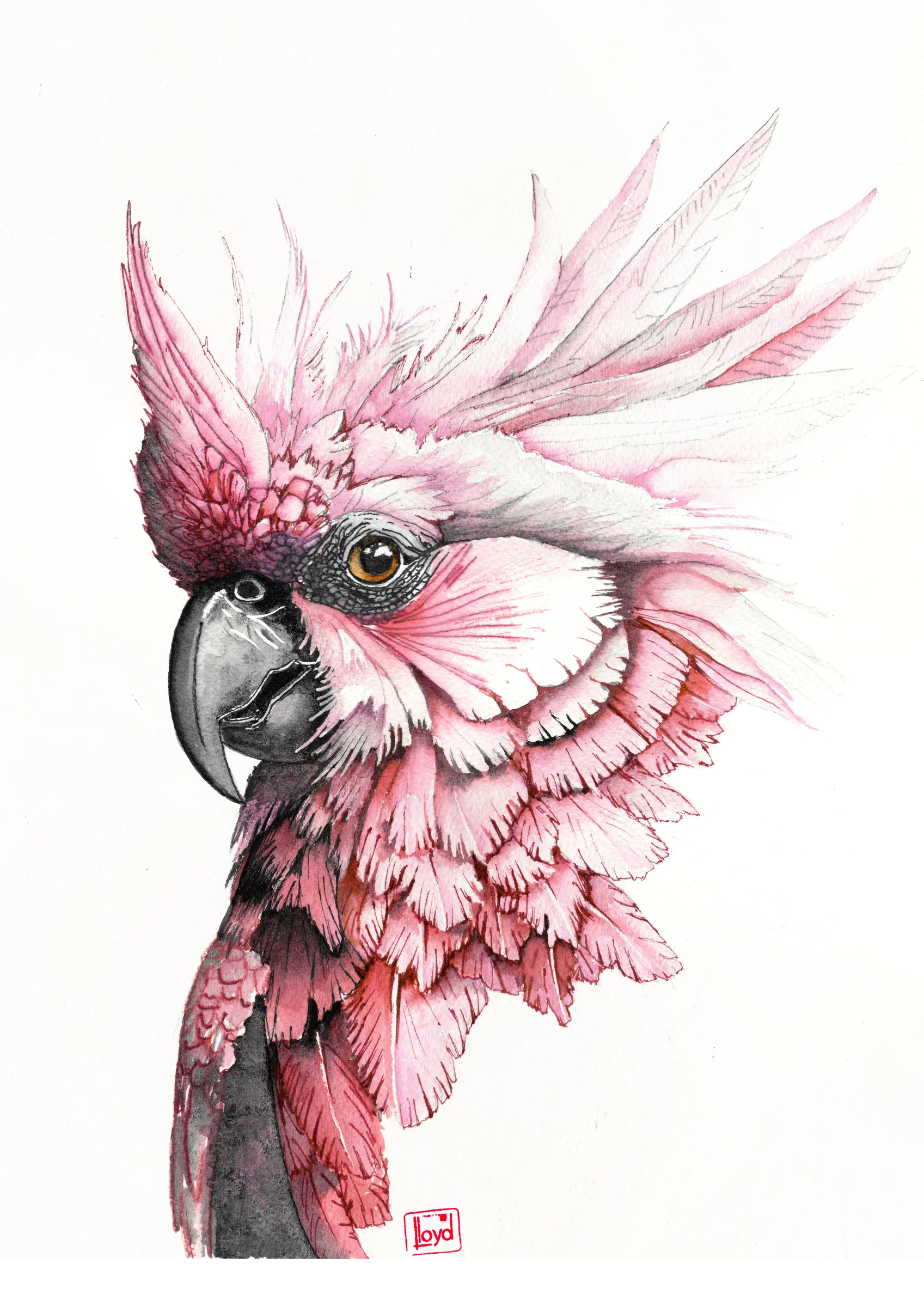 202567 Pink Cockatoo