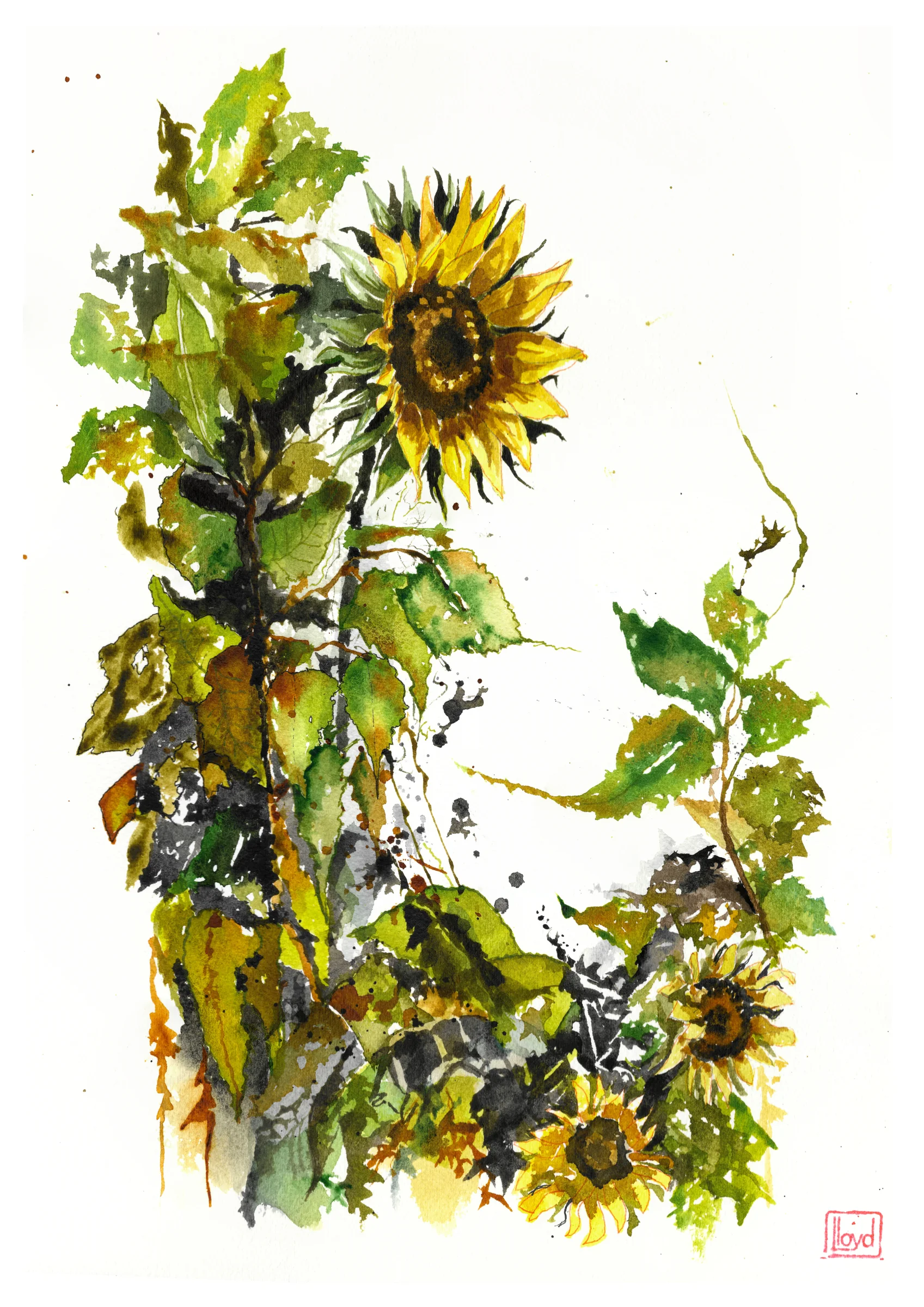 202528 Sunflowers