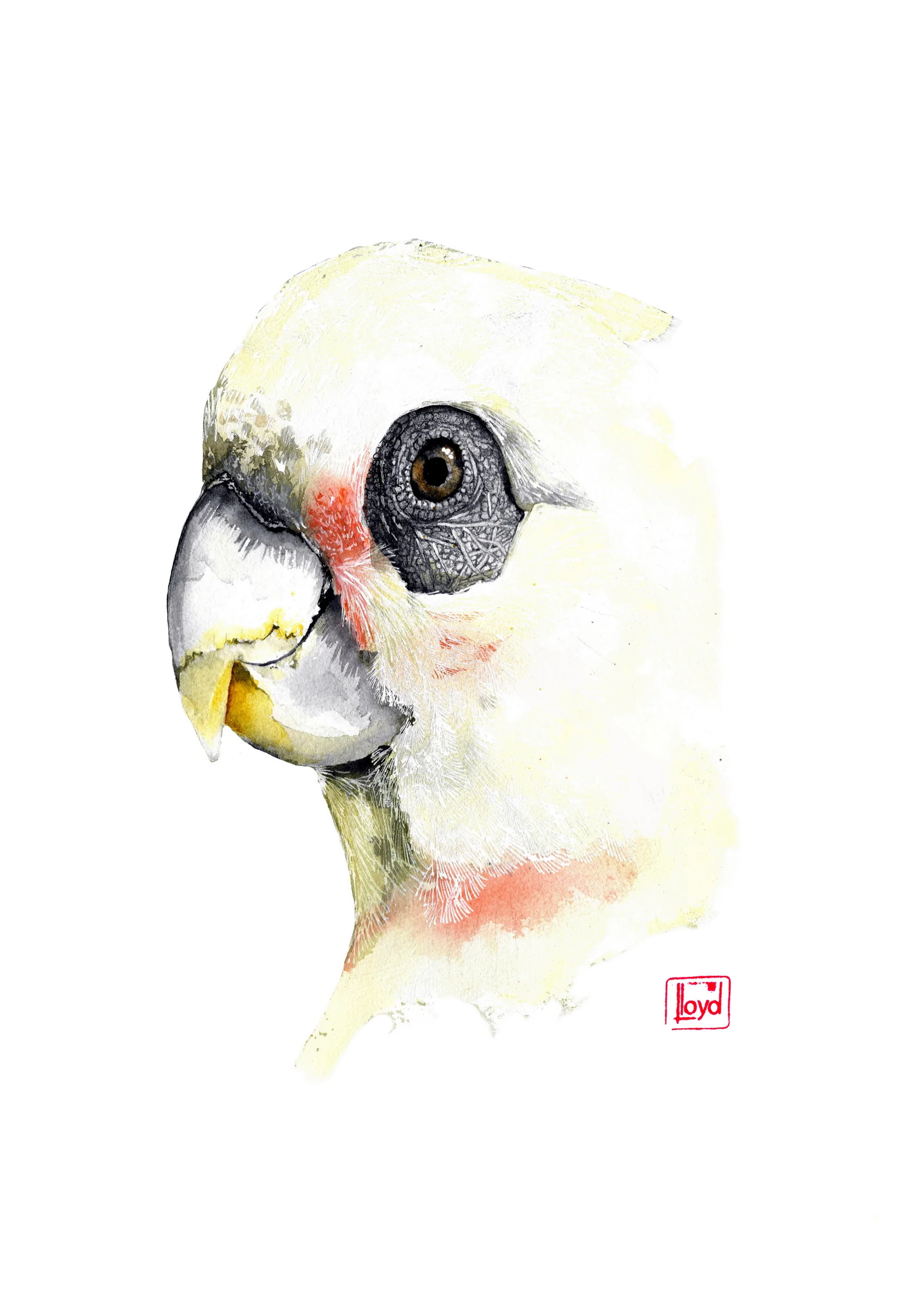 202508 Corella