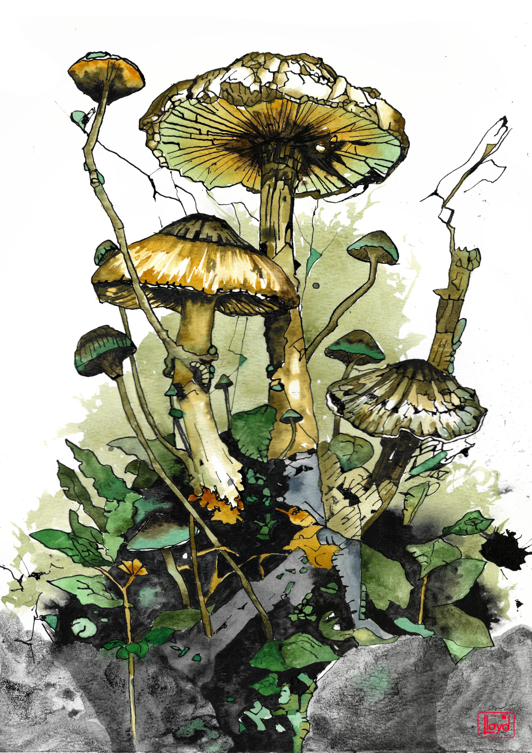 202523 Shrooms