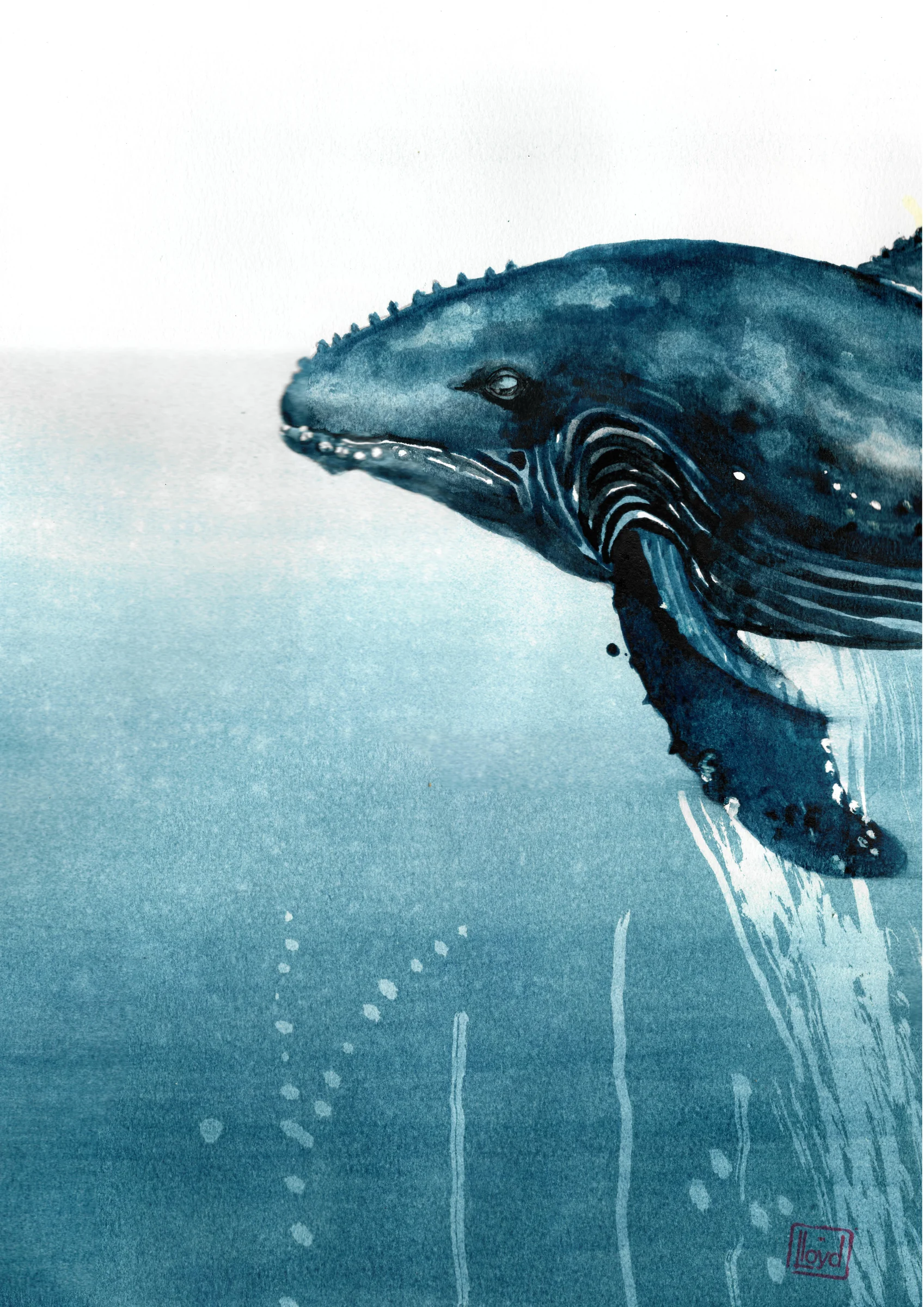 202539 Whale