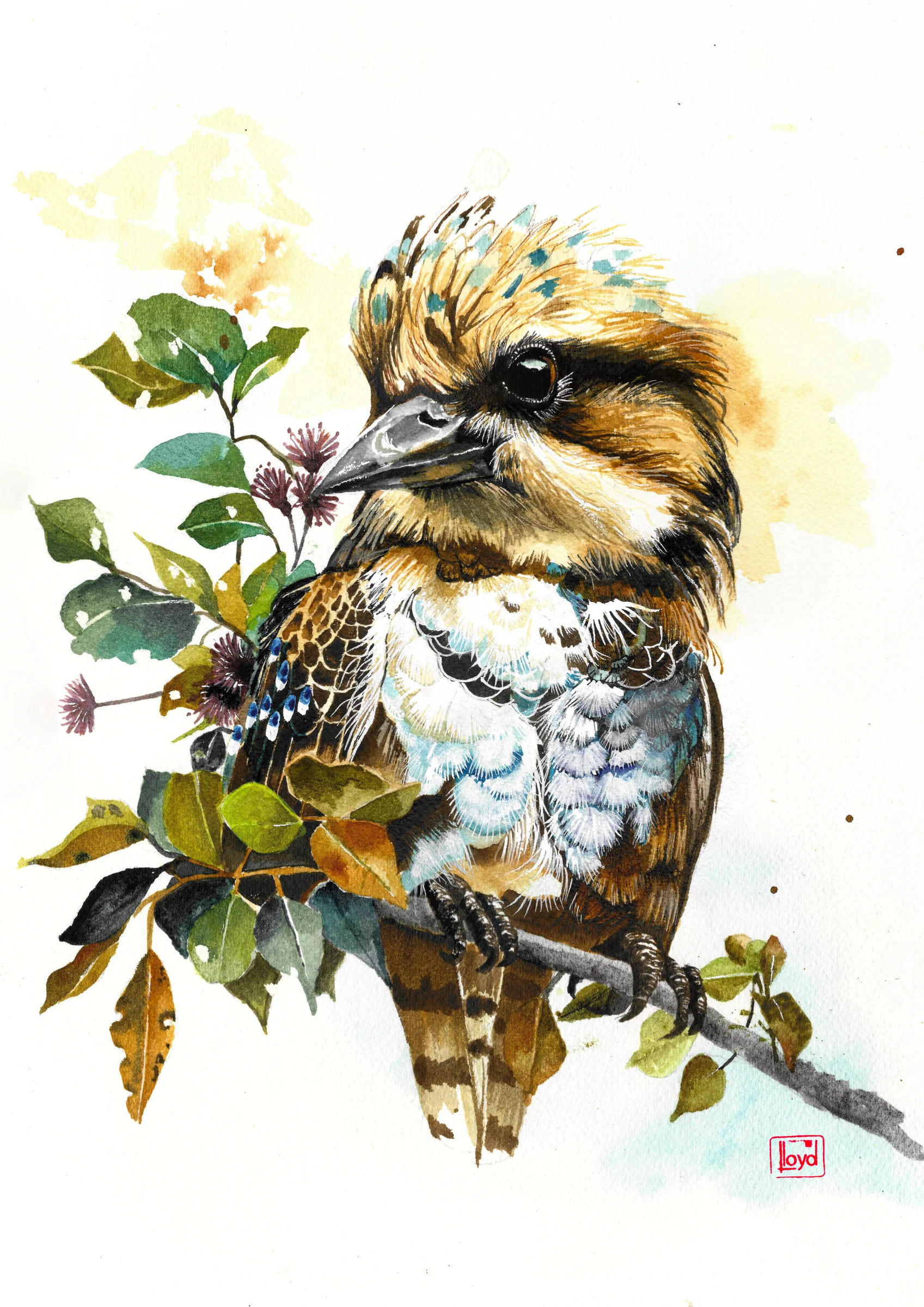 202517 Kookaburra