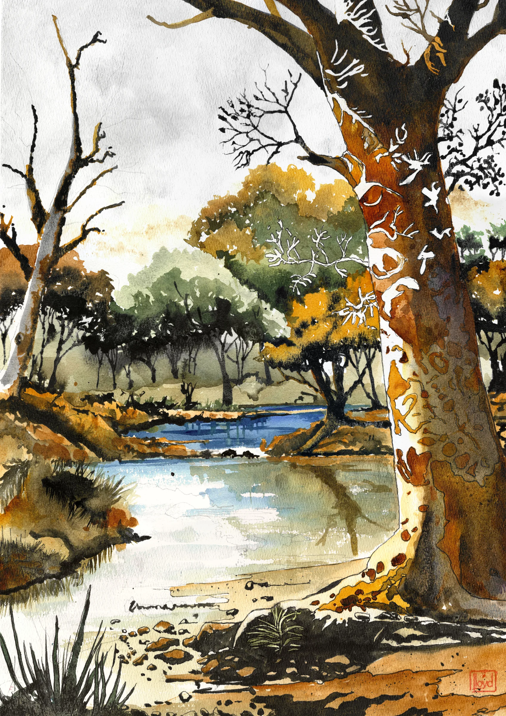 202573 River Gum