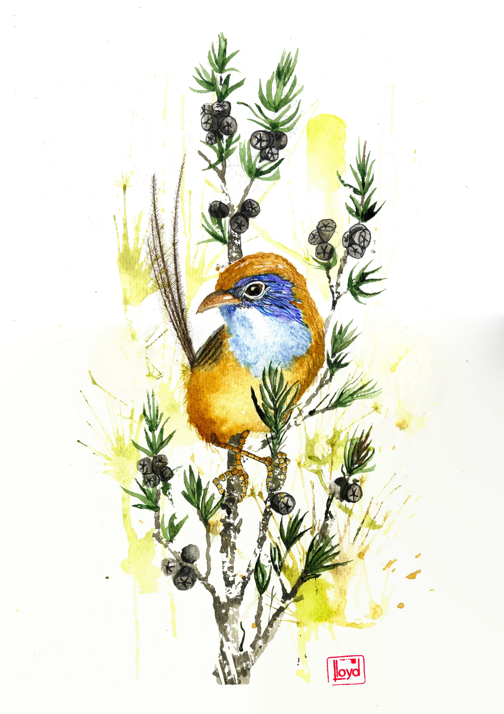 202522 Rufous crowned Emuwren (Stipiturus ruficeps)