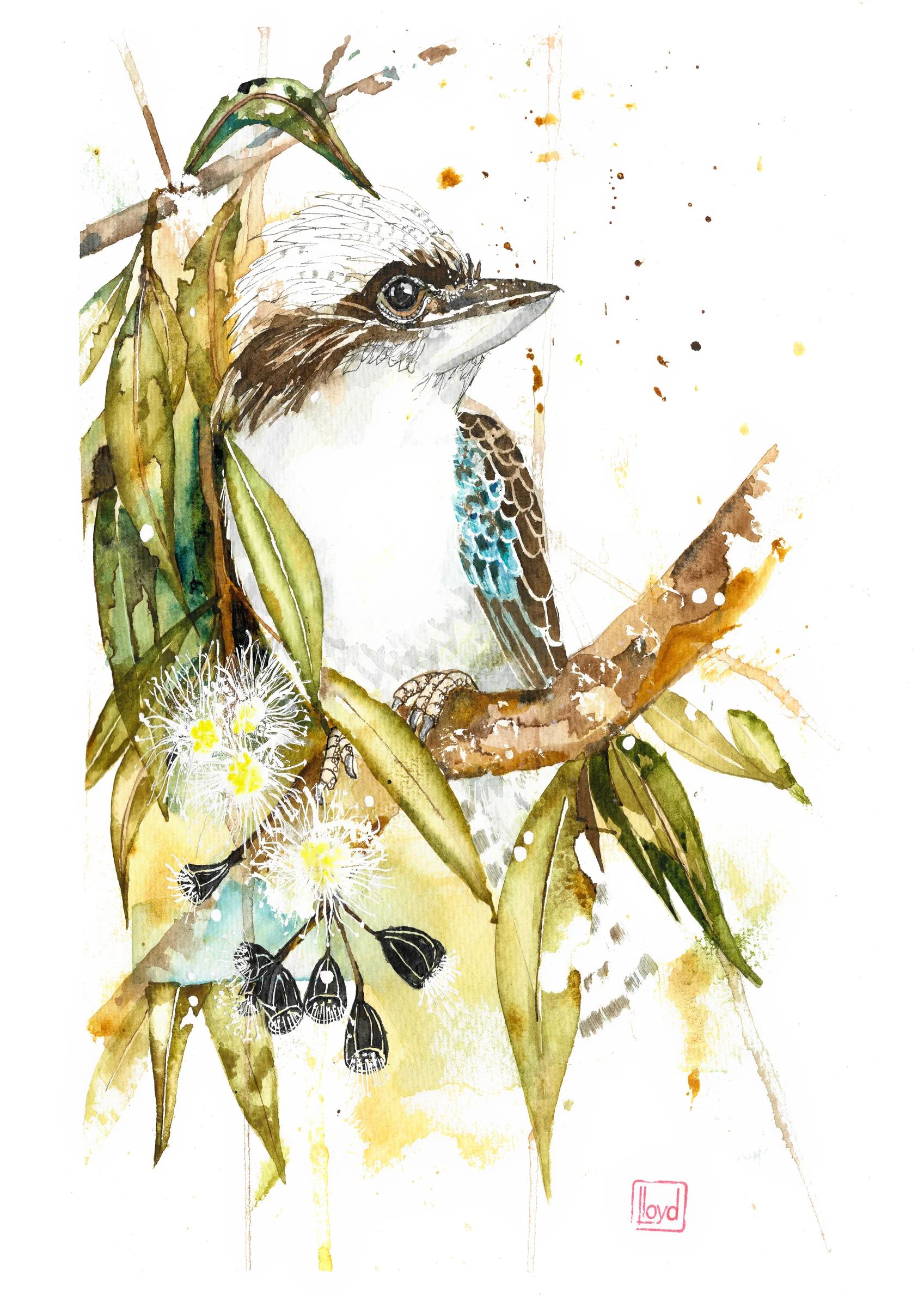 202405 Kookaburra