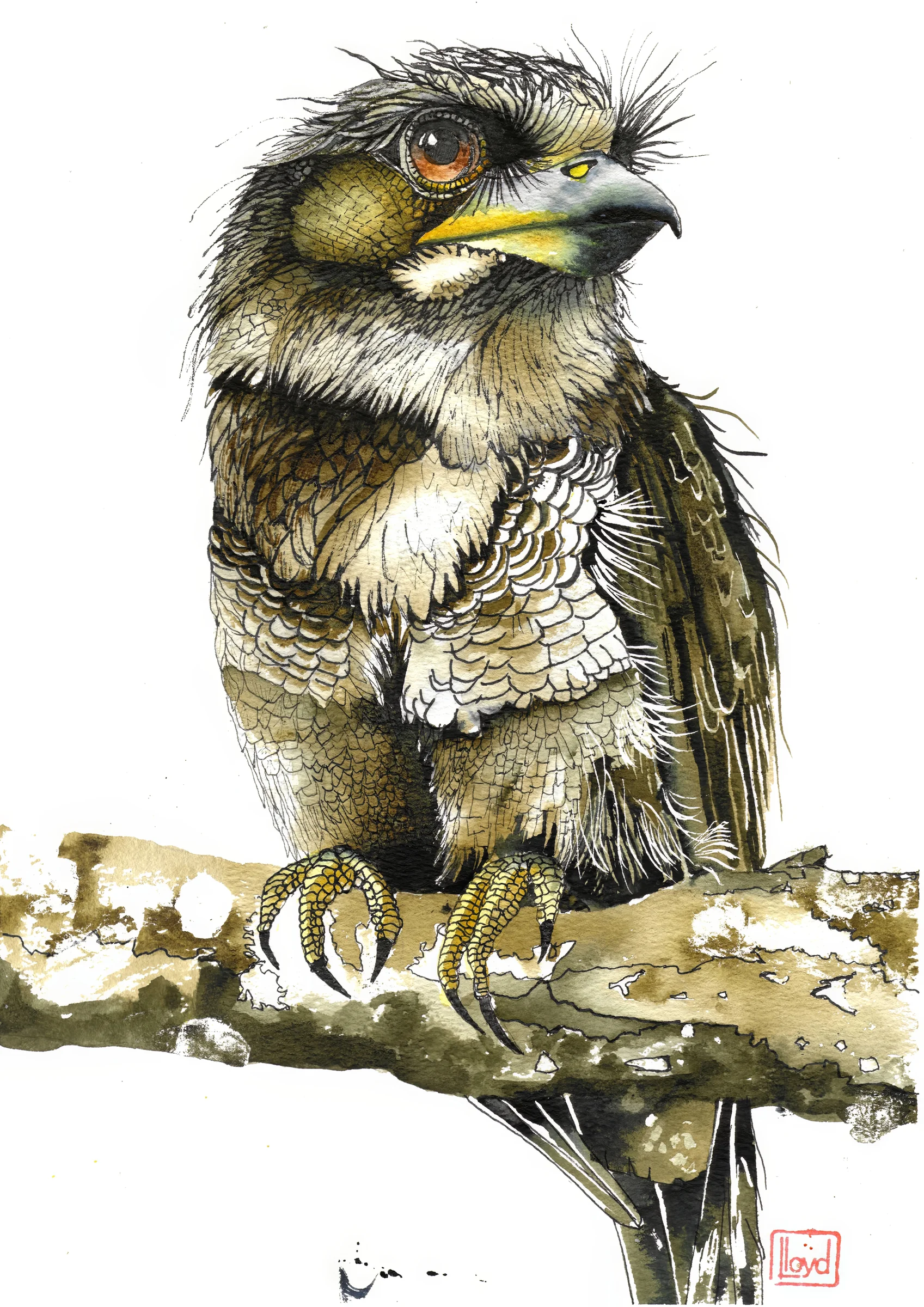 202560 Tawny Frogmouth