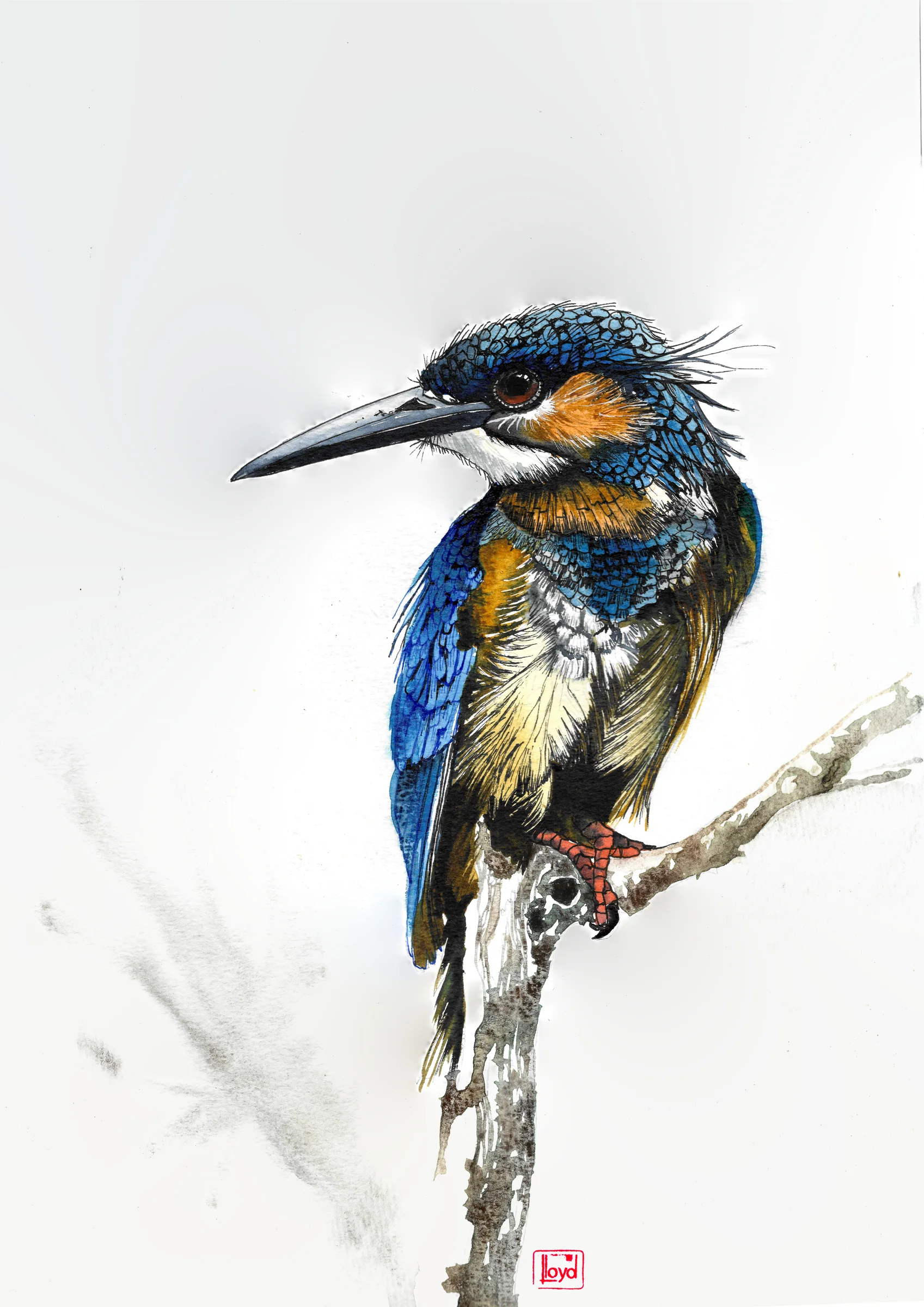 202503 Azure Kingfisher